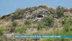Ascoli, continua la caccia al felino: "Potrebbe essere un puma"