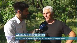 Ascoli, caccia al felino: la testimonianza thumbnail