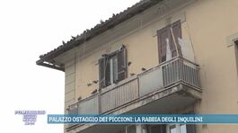 Palazzo ostaggio dei piccioni: la rabbia degli inquilini thumbnail