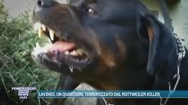 Lavinio, un quartiere terrorizzato dal rottweiler killer thumbnail