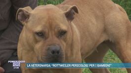La veterinaria: "Rottweiler pericolosi per i bambini" thumbnail