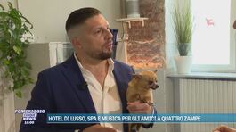 Hotel a quattro zampe: lusso e coccole per cani e gatti thumbnail