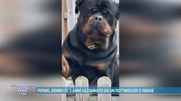 Fermo, bimbo di 2 anni azzannato da un rottweiler: è grave thumbnail