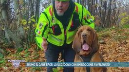 Bruno il cane eroe: lo uccidono con un boccone avvelenato thumbnail