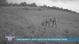 Cane smarrito, un pet detective per ritrovare Toffee thumbnail