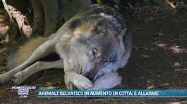 Animali selvatici in aumento in città: è allarme thumbnail