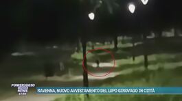 Ravenna, nuovo avvistamento del lupo girovago in città thumbnail