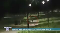 Ravenna, nuovo avvistamento del lupo girovago in città