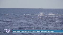 Aumentano tartarughe e delfini, ma non è un buon segno thumbnail