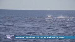 Aumentano tartarughe e delfini, ma non è un buon segno