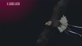 Il caso di Manfreda: il falconiere dello scandalo thumbnail