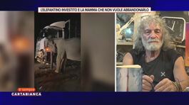 L'elefantino investito e la mamma che non vuole abbandonarlo thumbnail