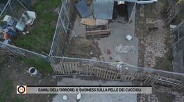 Canili dell'orrore: il business sulla pelle dei cuccioli thumbnail