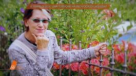 Le ferite di Liliana Resinovich: una torsione ha provocato l'asfissia? thumbnail