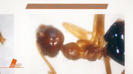 Liliana Resinovich: L'entomologa: "Le formiche del bosco e il corpo di Lilly" thumbnail