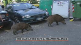 Cinghiali, polemiche dopo gli abbattimenti a Spargi thumbnail