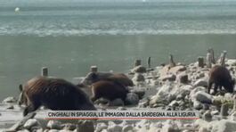 Cinghiali in spiaggia, le immagini dalla Sardegna alla Liguria thumbnail