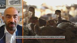Aviaria e Dengue, rischi reali e diffusione thumbnail
