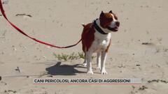 Cani pericolosi, ancora casi di aggressioni