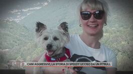 Cani aggressivi, la storia di Speedy ucciso da un pitbull thumbnail