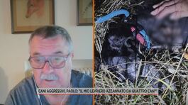Cani aggressivi, Paolo: "Il mio levriero azzannato da quattro cani" thumbnail