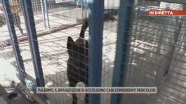 Palermo, il rifugio dove si accolgono cani considerati pericolosi thumbnail
