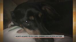 Morti sospette di cani, dubbi sulla dog sitter thumbnail