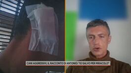 Cani aggressivi, il racconto di Antonio: "Io salvo per miracolo" thumbnail