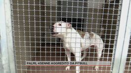 Palmi, 45enne aggredito da un pitbull thumbnail