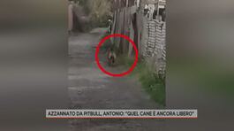 Azzannato da pitbull, Antonio: "Quel cane è ancora libero" thumbnail