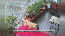 Turchia, cane porta il suo cucciolo dal veterinario thumbnail
