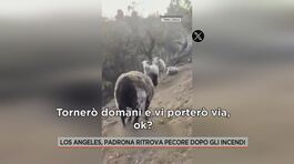 Los Angeles, padrona ritrova pecore dopo gli incendi thumbnail