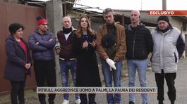Pitbull aggredisce uomo a Palmi, la paura dei residenti thumbnail