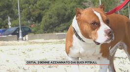 Ostia, 29enne azzannato dai suoi pitbull thumbnail