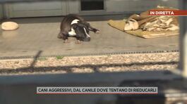 Cani aggressivi, dal canile dove tentano di rieducarli thumbnail