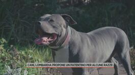 Cani, Lombardia propone un patentino per alcune razze thumbnail