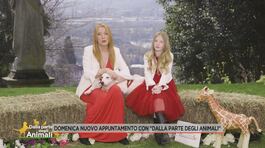Domenica nuovo appuntamento con "Dalla parte degli animali" thumbnail