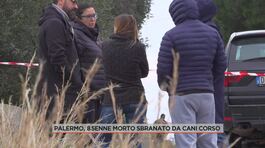 Palermo, 85enne morto sbranati da cani corso thumbnail