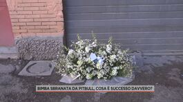 Bimba sbranata da pitbull, cosa è successo davvero? thumbnail