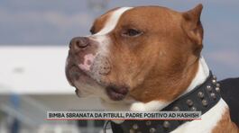 Bimba sbranata da pitbull, padre positivo ad hashish thumbnail