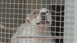 Cani aggressivi, bimbo di 6 anni azzannato da pitbull in un bar thumbnail