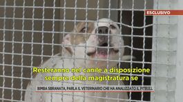 Bimba sbranata, parla il veterinario che ha analizzato il pitbull thumbnail