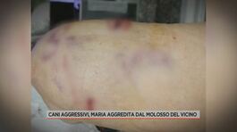 Cani aggressivi, Maria aggredita dal molosso del vicino thumbnail