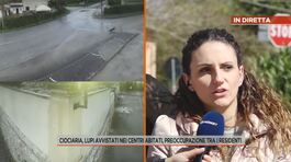 Lupi in Ciociaria, lupi avvistati nei centri abitati, preoccupazione tra i residenti thumbnail