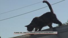 Torre del Greco, strage di gatti avvelenati