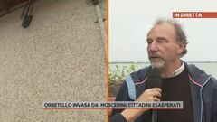 Orbetello invasa dai moscerini, cittadini esasperati