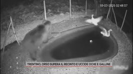 Trentino, orso supera il recinto e uccide oche e galline thumbnail