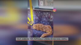 Volpi, gabbiani, topi, pappagalli: Londra invasa dagli animali thumbnail