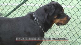 Orvieto, bimbo di due mesi azzannato da pitbull di famiglia thumbnail