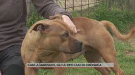 Cani aggressivi, gli ultimi casi di cronaca thumbnail